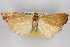  ( - CNCLEP00074737)  @14 [ ] CreativeCommons - Attribution Non-Commercial Share-Alike (2010) Jean-Francois Landry, CNC and Zhaofu Yang, BIO Canadian National Collections