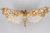 ( - CNCLEP00074738)  @14 [ ] CreativeCommons - Attribution Non-Commercial Share-Alike (2010) Jean-Francois Landry, CNC and Zhaofu Yang, BIO Canadian National Collections