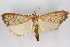  ( - CNCLEP00074739)  @11 [ ] CreativeCommons - Attribution Non-Commercial Share-Alike (2010) Jean-Francois Landry, CNC and Zhaofu Yang, BIO Canadian National Collections