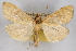  ( - CNCLEP00074770)  @14 [ ] CreativeCommons - Attribution Non-Commercial Share-Alike (2010) Jean-Francois Landry, CNC and Zhaofu Yang, BIO Canadian National Collections