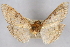  ( - CNCLEP00074785)  @12 [ ] CreativeCommons - Attribution Non-Commercial Share-Alike (2010) Jean-Francois Landry, CNC and Zhaofu Yang, BIO Canadian National Collections