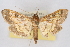  ( - CNCLEP00074786)  @14 [ ] CreativeCommons - Attribution Non-Commercial Share-Alike (2010) Jean-Francois Landry, CNC and Zhaofu Yang, BIO Canadian National Collections