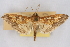  (Diacme phyllisalis - CNCLEP00074791)  @11 [ ] CreativeCommons - Attribution Non-Commercial Share-Alike (2010) Jean-Francois Landry, CNC and Zhaofu Yang, BIO Canadian National Collections