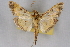  (Diacme mopsalis - CNCLEP00074794)  @15 [ ] CreativeCommons - Attribution Non-Commercial Share-Alike (2010) Jean-Francois Landry, CNC and Zhaofu Yang, BIO Canadian National Collections