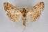  ( - CNCLEP00074796)  @14 [ ] CreativeCommons - Attribution Non-Commercial Share-Alike (2010) Jean-Francois Landry, CNC and Zhaofu Yang, BIO Canadian National Collections