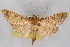  ( - CNCLEP00074799)  @15 [ ] CreativeCommons - Attribution Non-Commercial Share-Alike (2010) Jean-Francois Landry, CNC and Zhaofu Yang, BIO Canadian National Collections
