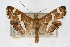  ( - CNCLEP00074847)  @14 [ ] CreativeCommons - Attribution Non-Commercial Share-Alike (2010) Jean-Francois Landry, CNC and Zhaofu Yang, BIO Canadian National Collections