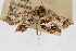  ( - CNCLEP00074848)  @11 [ ] CreativeCommons - Attribution Non-Commercial Share-Alike (2010) Jean-Francois Landry, CNC and Zhaofu Yang, BIO Canadian National Collections