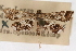  ( - CNCLEP00074850)  @11 [ ] CreativeCommons - Attribution Non-Commercial Share-Alike (2010) Jean-Francois Landry, CNC and Zhaofu Yang, BIO Canadian National Collections