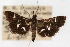  ( - CNCLEP00074852)  @11 [ ] CreativeCommons - Attribution Non-Commercial Share-Alike (2010) Jean-Francois Landry, CNC and Zhaofu Yang, BIO Canadian National Collections