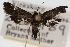  (Diasemiodes nigralis - CNCLEP00074853)  @13 [ ] CreativeCommons - Attribution Non-Commercial Share-Alike (2010) Jean-Francois Landry, CNC and Zhaofu Yang, BIO Canadian National Collections