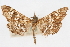 ( - CNCLEP00074860)  @12 [ ] CreativeCommons - Attribution Non-Commercial Share-Alike (2010) Jean-Francois Landry, CNC and Zhaofu Yang, BIO Canadian National Collections