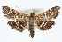  ( - CNCLEP00074861)  @12 [ ] CreativeCommons - Attribution Non-Commercial Share-Alike (2010) Jean-Francois Landry, CNC and Zhaofu Yang, BIO Canadian National Collections