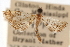  ( - CNCLEP00074875)  @13 [ ] CreativeCommons - Attribution Non-Commercial Share-Alike (2010) Jean-Francois Landry, CNC and Zhaofu Yang, BIO Canadian National Collections