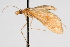  ( - CNCLEP00074885)  @12 [ ] CreativeCommons - Attribution Non-Commercial Share-Alike (2010) Jean-Francois Landry, CNC and Zhaofu Yang, BIO Canadian National Collections
