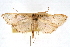  ( - CNCLEP00074893)  @11 [ ] CreativeCommons - Attribution Non-Commercial Share-Alike (2010) Jean-Francois Landry, CNC and Zhaofu Yang, BIO Canadian National Collections
