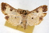  (Eulepte anticostalis - CNCLEP00074905)  @14 [ ] CreativeCommons - Attribution Non-Commercial Share-Alike (2010) Jean-Francois Landry, CNC and Zhaofu Yang, BIO Canadian National Collections