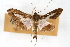  ( - CNCLEP00074921)  @14 [ ] CreativeCommons - Attribution Non-Commercial Share-Alike (2010) Jean-Francois Landry, CNC and Zhaofu Yang, BIO Canadian National Collections