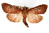  ( - CNCLEP00074930)  @15 [ ] CreativeCommons - Attribution Non-Commercial Share-Alike (2010) Jean-Francois Landry, CNC and Zhaofu Yang, BIO Canadian National Collections