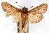  (Omiodes rufescens - CNCLEP00074932)  @15 [ ] CreativeCommons - Attribution Non-Commercial Share-Alike (2010) Jean-Francois Landry, CNC and Zhaofu Yang, BIO Canadian National Collections
