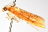  ( - CNCLEP00074933)  @13 [ ] CreativeCommons - Attribution Non-Commercial Share-Alike (2010) Jean-Francois Landry, CNC and Zhaofu Yang, BIO Canadian National Collections