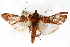  (Omiodes stigmosalis - CNCLEP00074934)  @13 [ ] CreativeCommons - Attribution Non-Commercial Share-Alike (2010) Jean-Francois Landry, CNC and Zhaofu Yang, BIO Canadian National Collections
