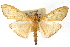  (Condylorrhiza sp. 1EM - CNCLEP00074938)  @11 [ ] CreativeCommons - Attribution Non-Commercial Share-Alike (2010) Jean-Francois Landry, CNC and Zhaofu Yang, BIO Canadian National Collections