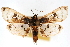  (Compacta hirtalis - CNCLEP00074991)  @15 [ ] CreativeCommons - Attribution Non-Commercial Share-Alike (2010) Jean-Francois Landry, CNC and Zhaofu Yang, BIO Canadian National Collections