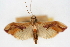  (Agathodes designalis - CNCLEP00075001)  @11 [ ] CreativeCommons - Attribution Non-Commercial Share-Alike (2010) Jean-Francois Landry, CNC and Zhaofu Yang, BIO Canadian National Collections