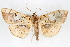  ( - CNCLEP00075003)  @15 [ ] CreativeCommons - Attribution Non-Commercial Share-Alike (2010) Jean-Francois Landry, CNC and Zhaofu Yang, BIO Canadian National Collections