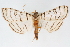  ( - CNCLEP00075107)  @13 [ ] CreativeCommons - Attribution Non-Commercial Share-Alike (2010) Jean-Francois Landry, CNC and Zhaofu Yang, BIO Canadian National Collections