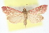  ( - CNCLEP00075136)  @14 [ ] CreativeCommons - Attribution Non-Commercial Share-Alike (2010) Jean-Francois Landry, CNC and Zhaofu Yang, BIO Canadian National Collections