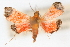  (Pyrausta cardinalis - CNCLEP00075150)  @12 [ ] CreativeCommons - Attribution Non-Commercial Share-Alike (2010) Jean-Francois Landry, CNC and Zhaofu Yang, BIO Canadian National Collections