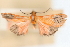  (Pyrausta coccinealis - CNCLEP00075151)  @11 [ ] CreativeCommons - Attribution Non-Commercial Share-Alike (2010) Jean-Francois Landry, CNC and Zhaofu Yang, BIO Canadian National Collections