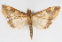  ( - CNCLEP00075153)  @11 [ ] CreativeCommons - Attribution Non-Commercial Share-Alike (2010) Jean-Francois Landry, CNC and Zhaofu Yang, BIO Canadian National Collections
