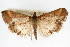  (Pyrausta prochytalis - CNCLEP00075176)  @13 [ ] CreativeCommons - Attribution Non-Commercial Share-Alike (2010) Jean-Francois Landry, CNC and Zhaofu Yang, BIO Canadian National Collections