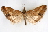  ( - CNCLEP00075177)  @11 [ ] CreativeCommons - Attribution Non-Commercial Share-Alike (2010) Jean-Francois Landry, CNC and Zhaofu Yang, BIO Canadian National Collections