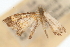  (Pyrausta deidamialis - CNCLEP00075182)  @11 [ ] CreativeCommons - Attribution Non-Commercial Share-Alike (2010) Jean-Francois Landry, CNC and Zhaofu Yang, BIO Canadian National Collections