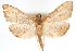  (Aponia - CNCLEP00075251)  @15 [ ] CreativeCommons - Attribution Non-Commercial Share-Alike (2010) Jean-Francois Landry, CNC and Zhaofu Yang, BIO Canadian National Collections