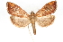  (Aponia major - CNCLEP00075256)  @13 [ ] CreativeCommons - Attribution Non-Commercial Share-Alike (2010) Jean-Francois Landry, CNC and Zhaofu Yang, BIO Canadian National Collections