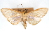  (Epicorsia avilalis - CNCLEP00075264)  @11 [ ] CreativeCommons - Attribution Non-Commercial Share-Alike (2010) Jean-Francois Landry, CNC and Zhaofu Yang, BIO Canadian National Collections
