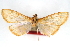  (Epicorsia chiapalis - CNCLEP00075267)  @11 [ ] CreativeCommons - Attribution Non-Commercial Share-Alike (2010) Jean-Francois Landry, CNC and Zhaofu Yang, BIO Canadian National Collections