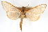  (Epicorsia lucialis - CNCLEP00075268)  @11 [ ] CreativeCommons - Attribution Non-Commercial Share-Alike (2010) Jean-Francois Landry, CNC and Zhaofu Yang, BIO Canadian National Collections