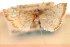  ( - CNCLEP00075319)  @11 [ ] CreativeCommons - Attribution Non-Commercial Share-Alike (2010) Jean-Francois Landry, CNC and Zhaofu Yang, BIO Canadian National Collections