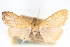  (Hahncappsia neotropicalis - CNCLEP00075326)  @15 [ ] CreativeCommons - Attribution Non-Commercial Share-Alike (2010) Jean-Francois Landry, CNC and Zhaofu Yang, BIO Canadian National Collections