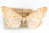  (Hahncappsia mancalis CS - CNCLEP00075327)  @14 [ ] CreativeCommons - Attribution Non-Commercial Share-Alike (2010) Jean-Francois Landry, CNC and Zhaofu Yang, BIO Canadian National Collections