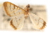  (Hahncappsia autocratoralis - CNCLEP00075330)  @11 [ ] CreativeCommons - Attribution Non-Commercial Share-Alike (2010) Jean-Francois Landry, CNC and Zhaofu Yang, BIO Canadian National Collections