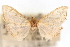  (Hahncappsia volcanensis - CNCLEP00075337)  @11 [ ] CreativeCommons - Attribution Non-Commercial Share-Alike (2010) Jean-Francois Landry, CNC and Zhaofu Yang, BIO Canadian National Collections