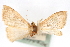  ( - CNCLEP00075338)  @12 [ ] CreativeCommons - Attribution Non-Commercial Share-Alike (2010) Jean-Francois Landry, CNC and Zhaofu Yang, BIO Canadian National Collections