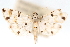  (Pycnarmon sp. 4ZY - CNCLEP00075432)  @11 [ ] CreativeCommons - Attribution Non-Commercial Share-Alike (2010) Jean-Francois Landry, CNC and Zhaofu Yang, BIO Canadian National Collections